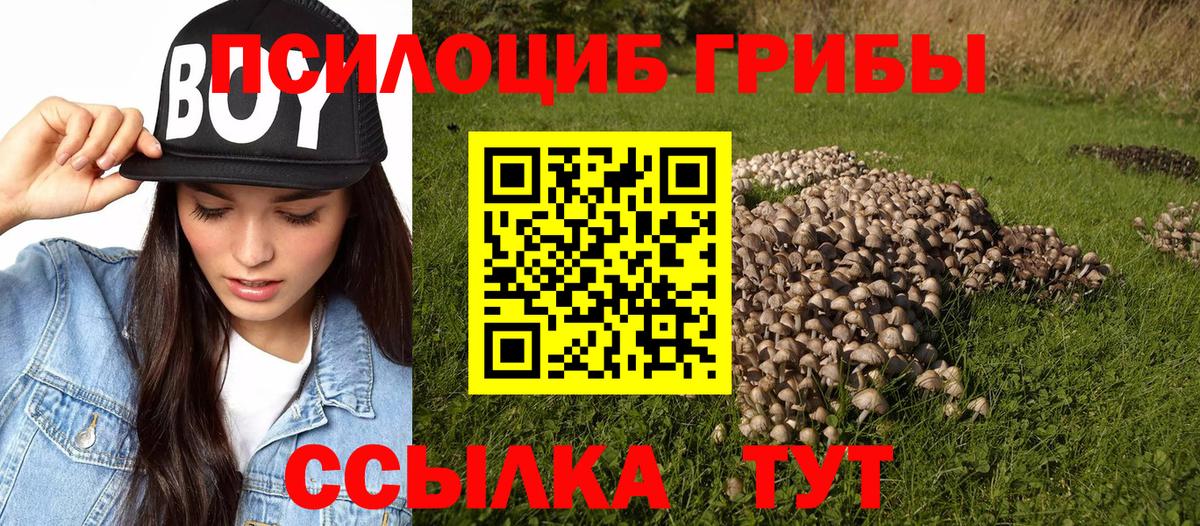 Псилоцибиновые грибы Psilocybine cubensis Тула